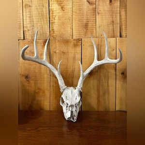 Whitetail Deer Skull with 8 Point Rack